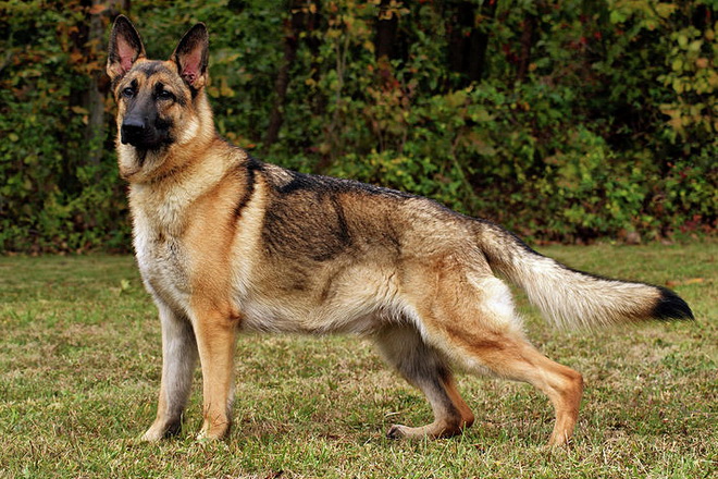 a biggish dog