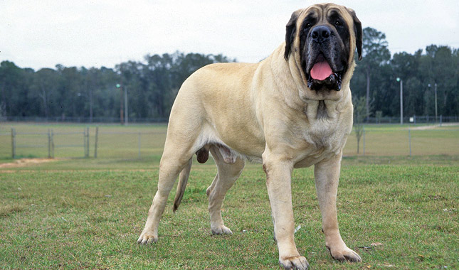 a huge dog
