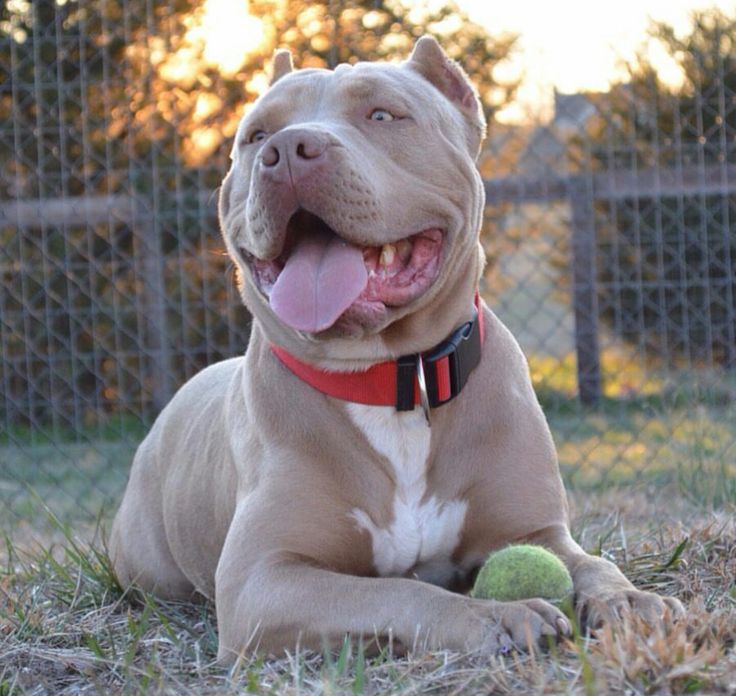 a midsize dog