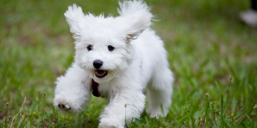 a smallish dog