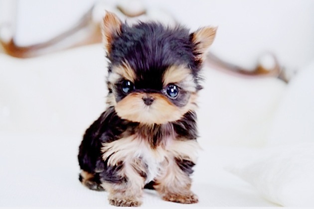 a tiny, tiny dog